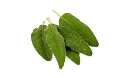 Beyaz arka planda Salvia Officinalis (Yeşil adaçayı)