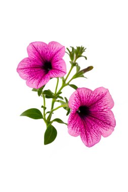  Beyaz bir arka plan üzerinde izole pembe Petunya çiçek.