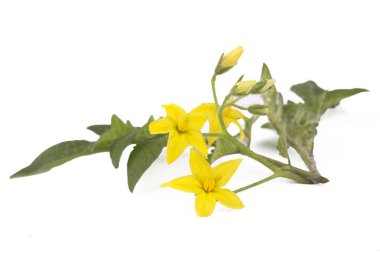 Domates yaprağı izole edilmiş. Beyaz arkaplanda çiçekli domates yaprakları.