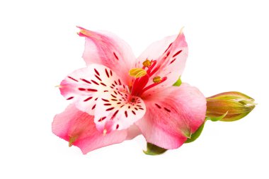 Beyaz arkaplanda yalıtılmış alstroemeria çiçeği