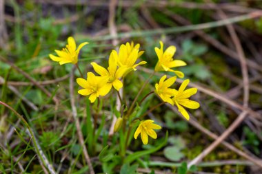 Gagea lutea, Liliaceae familyasından Avrasya 'da yetişen bir bitki türü..
