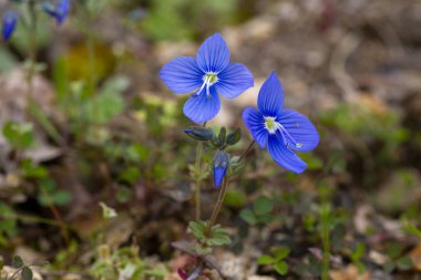 Veronica Chamaedrys veya Alman Speedwell Mavi Çiçeği