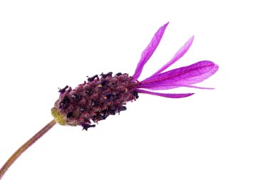 Beyaz arkaplanda Lavandula stoechas