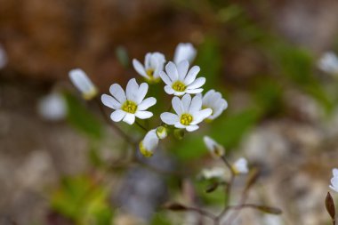 Draba verna (syn. Erophila verna (