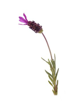 Beyaz arkaplanda Lavandula stoechas