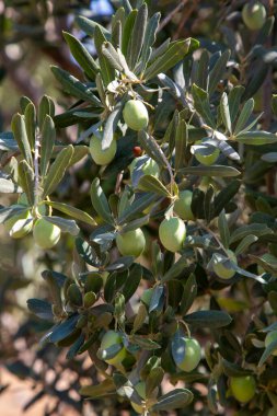 Doğada yeşil zeytin ağacı