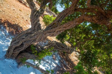 Mastic tree with mastic tears in Chios island, Greece.