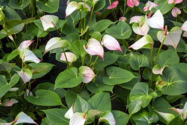 Flamingo çiçeği Anthurium sp. Anthurium andraeanum (Flamingo Çiçeği) Yaprak Çiçekleri.