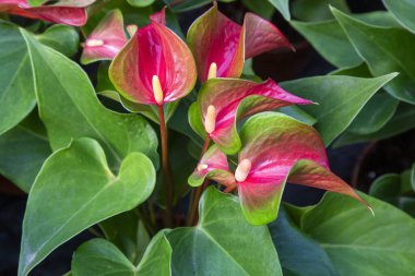 Flamingo çiçeği Anthurium sp. Anthurium andraeanum (Flamingo Çiçeği) Yaprak Çiçekleri.