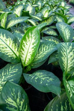 Fresh leaves of Dieffenbachia or commonly known as Dumb Cane, Leopard Lily or Tuftroot