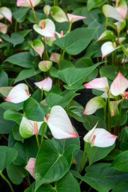 Flamingo çiçeği Anthurium sp. Anthurium andraeanum (Flamingo Çiçeği) Yaprak Çiçekleri.