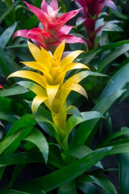 Guzman Bromelia 'nın çiçeği. Satılık. Esrar bitkileri, kapalı bitkiler, tropikal bitkiler. 