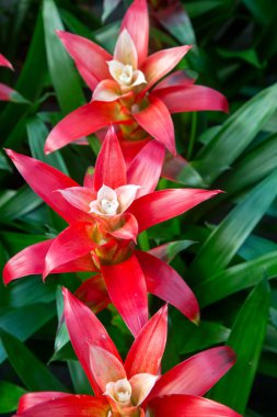Guzman Bromelia 'nın çiçeği. Satılık. Esrar bitkileri, kapalı bitkiler, tropikal bitkiler. 