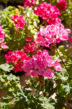 Pelargonium peltatum, bazen farklı renkte yarı dairesel bantlara sahip, bazen sığ et yaprakları olan ve Cranesbill ailesine tahsis edilmiş bir daimi bitkidir..