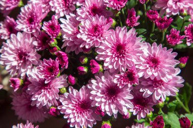 Kasımpatılar bahçede çiçek açar..