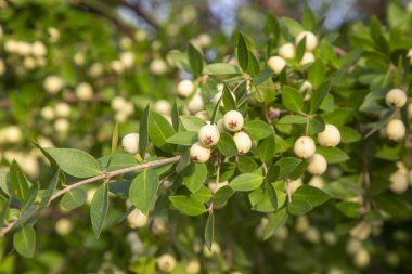 Myrtus comis, Myrtaceae familyasından Myrtaceae familyasından bir bitki türü..