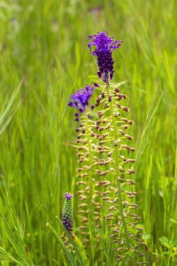 Leopoldia comosa (syn. Muscari (