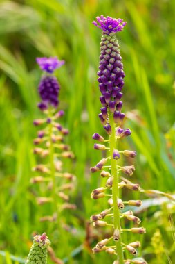 Leopoldia comosa (syn. Muscari (