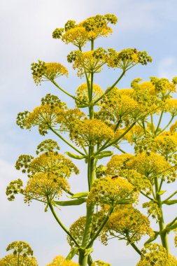 Ferula tingitana, Apiaceae cinsi Ferula cinsinin bir türüdür..