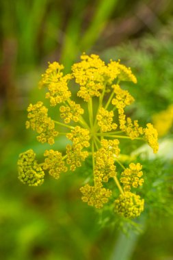 Ferula tingitana, Apiaceae cinsi Ferula cinsinin bir türüdür..