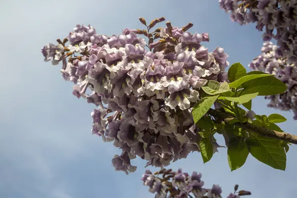 BlueBell ağacının çiçekleri Paulownia tomentosa.