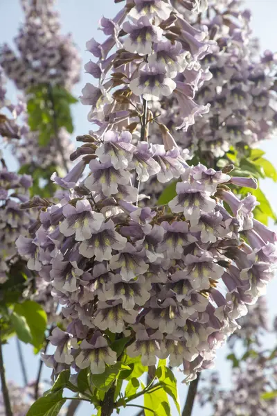 BlueBell ağacının çiçekleri Paulownia tomentosa.