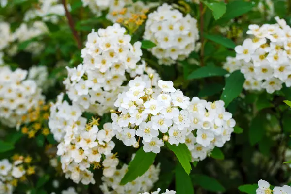 Reeves spirea (Spiraea cantoniensis) çiçekleri. Rosaceae 'nin Çin' e özgü yaprak döken çalısı. Nisan 'dan Mayıs' a kadar ağlayan dallardaki beyaz çiçek kümeleri