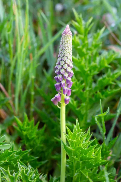 Leopoldia comosa (syn. Muscari (
