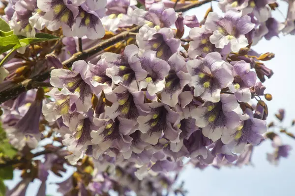 BlueBell ağacının çiçekleri Paulownia tomentosa.