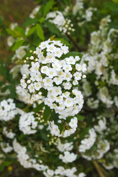 Reeves spirea (Spiraea cantoniensis) çiçekleri. Rosaceae 'nin Çin' e özgü yaprak döken çalısı. Nisan 'dan Mayıs' a kadar ağlayan dallardaki beyaz çiçek kümeleri