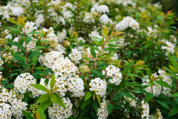Reeves spirea (Spiraea cantoniensis) çiçekleri. Rosaceae 'nin Çin' e özgü yaprak döken çalısı. Nisan 'dan Mayıs' a kadar ağlayan dallardaki beyaz çiçek kümeleri