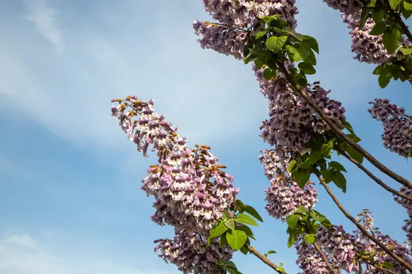 BlueBell ağacının çiçekleri Paulownia tomentosa.