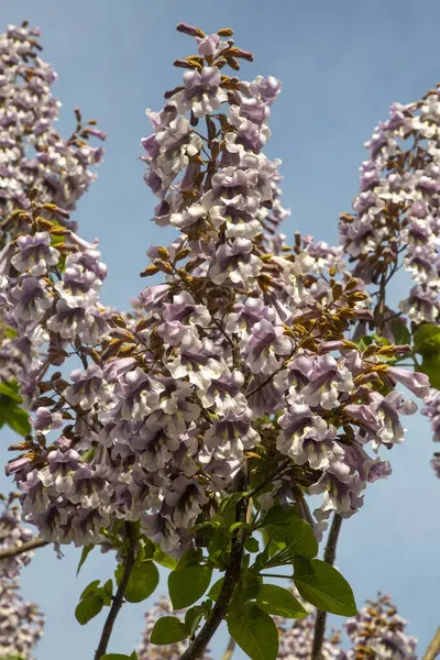 BlueBell ağacının çiçekleri Paulownia tomentosa.