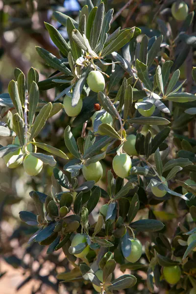 Doğada yeşil zeytin ağacı