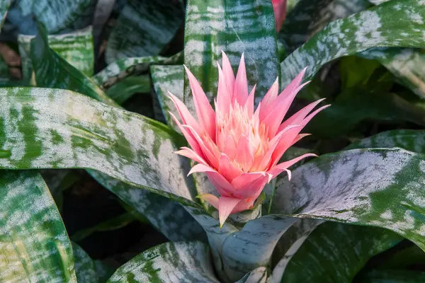Parlak pembe tropikal Aechmea Fasciata Baker yeşil yapraklar üzerinde çiçek açan yaz arkaplanı