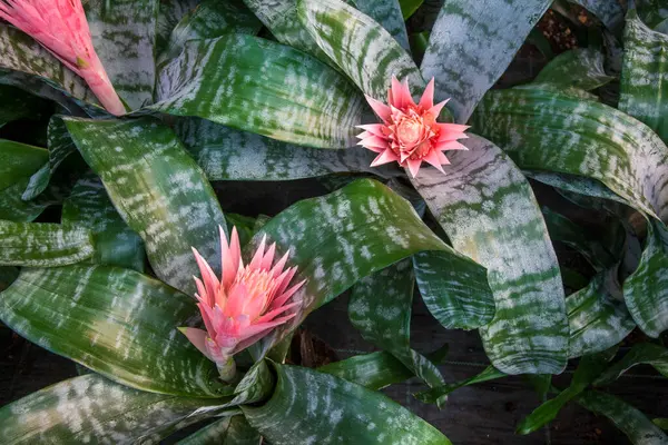 Parlak pembe tropikal Aechmea Fasciata Baker yeşil yapraklar üzerinde çiçek açan yaz arkaplanı