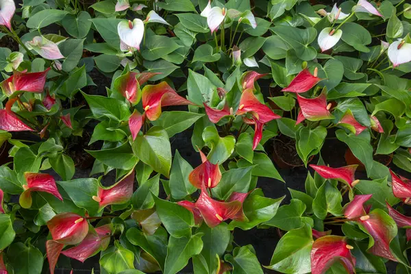 Flamingo çiçeği Anthurium sp. Anthurium andraeanum (Flamingo Çiçeği) Yaprak Çiçekleri.