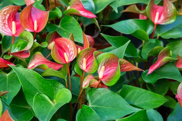 Flamingo çiçeği Anthurium sp. Anthurium andraeanum (Flamingo Çiçeği) Yaprak Çiçekleri.