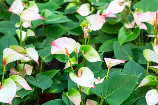 Flamingo çiçeği Anthurium sp. Anthurium andraeanum (Flamingo Çiçeği) Yaprak Çiçekleri.