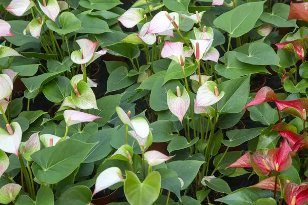 Flamingo çiçeği Anthurium sp. Anthurium andraeanum (Flamingo Çiçeği) Yaprak Çiçekleri.