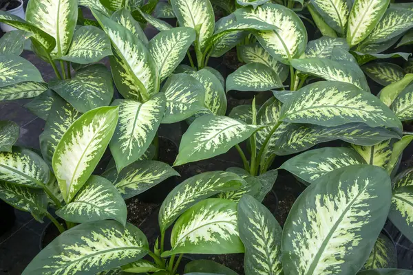 Fresh leaves of Dieffenbachia or commonly known as Dumb Cane, Leopard Lily or Tuftroot