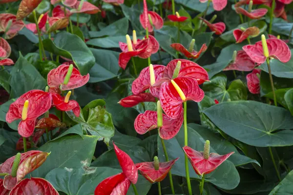 Flamingo çiçeği Anthurium sp. Anthurium andraeanum (Flamingo Çiçeği) Yaprak Çiçekleri.
