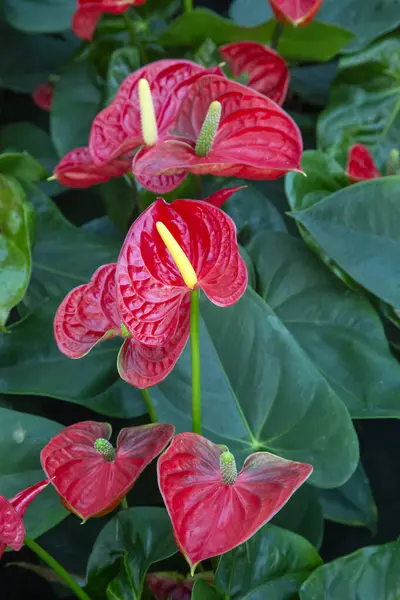 Flamingo çiçeği Anthurium sp. Anthurium andraeanum (Flamingo Çiçeği) Yaprak Çiçekleri.