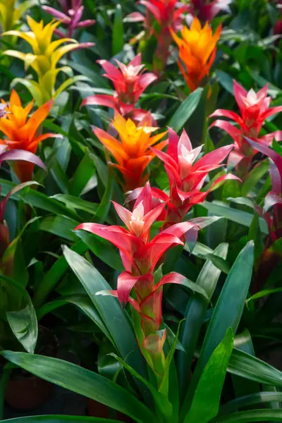 Guzman Bromelia 'nın çiçeği. Satılık. Esrar bitkileri, kapalı bitkiler, tropikal bitkiler. 