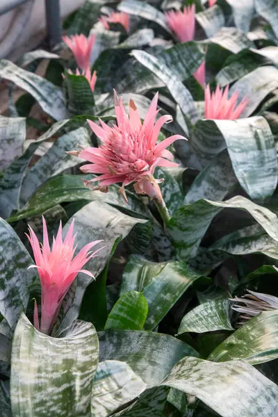 Parlak pembe tropikal Aechmea Fasciata Baker yeşil yapraklar üzerinde çiçek açan yaz arkaplanı