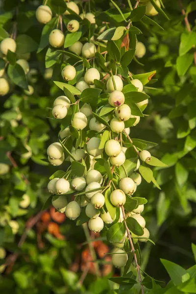 Myrtus comis, Myrtaceae familyasından Myrtaceae familyasından bir bitki türü..