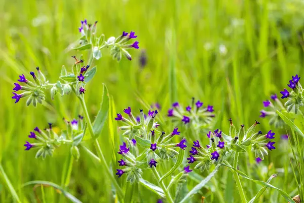 Anchusa hybrida (Tatlı Baba), Boraginaceae familyasından Anchusa familyasına ait iki yıllık bir bitki türü..