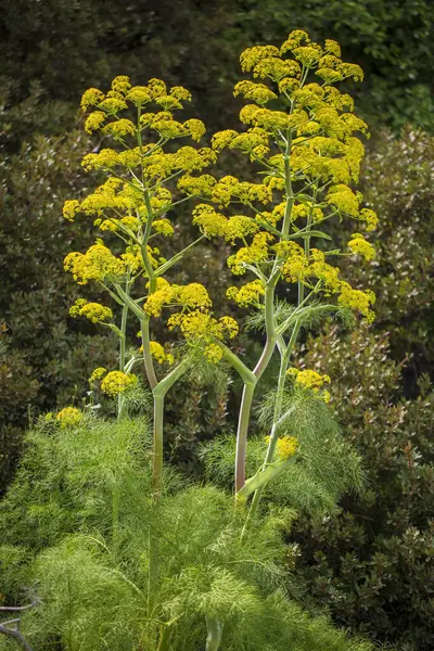Ferula tingitana, Apiaceae cinsi Ferula cinsinin bir türüdür..