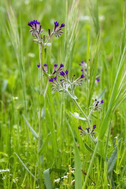 Anchusa hybrida (Tatlı Baba), Boraginaceae familyasından Anchusa familyasına ait iki yıllık bir bitki türü..