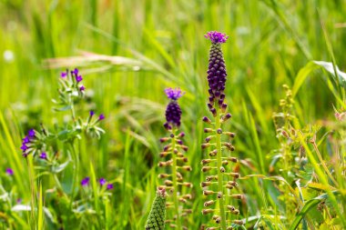 Leopoldia comosa (syn. Muscari (